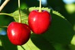 Photo: kirschen im sonnenschein I kirschen im sonnenschein I