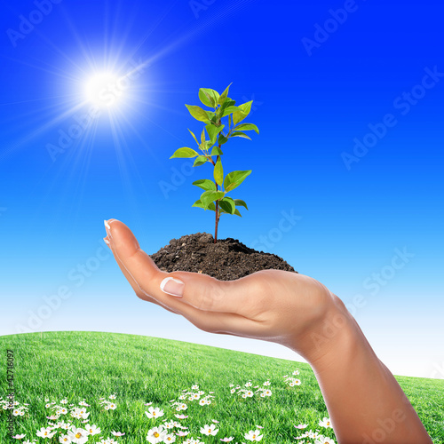 Photo: Hands holding green sprouts Hands holding green sprouts