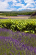 Vignobles en Provence