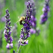 Photo: Lavandes en Provence Lavandes en Provence