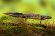 great crested newt or water dragon