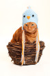 An orange cat sitting in a nest disguised as a bird