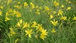 Field with yellow lilies