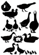 ducks birds