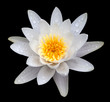 Victoria amazonica, water lilie