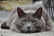 Gatto certosino