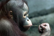 Look of little orangutan (Pongo pygmaeus)
