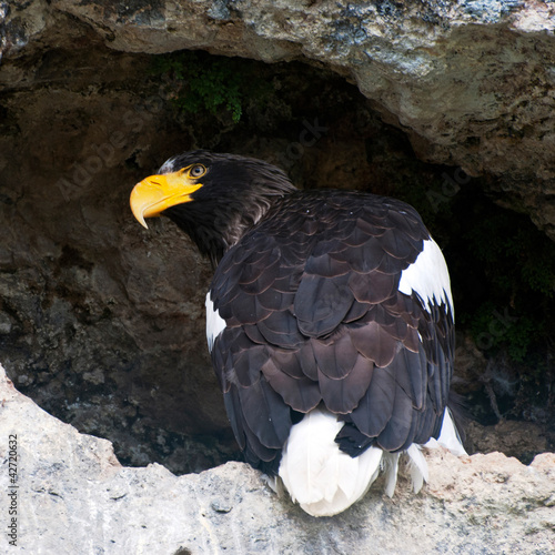 Photo: Nosy Stellers sea eagle Nosy Stellers sea eagle