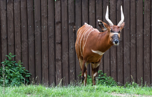 Photo: Bongo antelope (Tragelaphus euryceros) Bongo antelope (Tragelaphus euryceros)