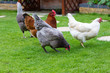 Hen