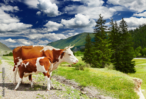 Photo: Cow and calf Cow and calf