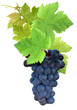 grappe de raisin