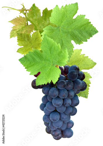 Photo: grappe de raisin grappe de raisin