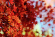 Marple leaves background