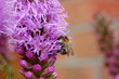 Foto: Biene Biene