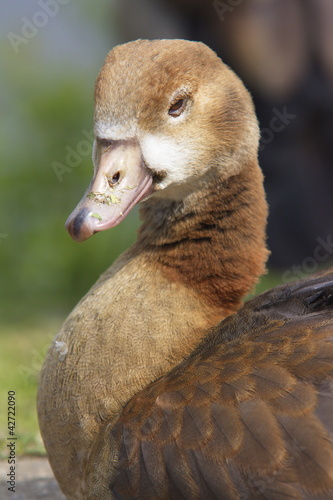 Foto: Nilgans ganz entspannt Nilgans ganz entspannt