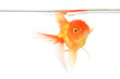 Gold fish. Isolation on the white