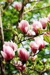 Magnolia tree