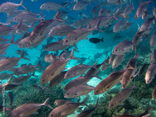 Photo: School of fish School of fish