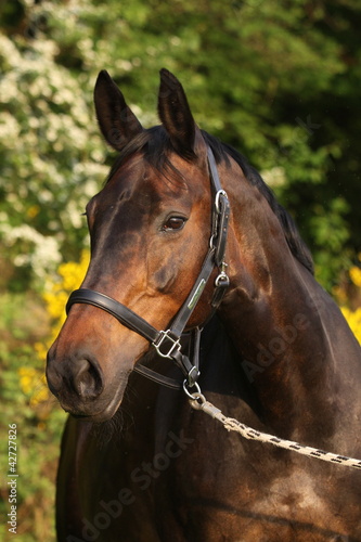 Foto: Warmblutportrait bunt Warmblutportrait bunt
