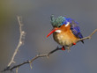 Malachite Kingfisher against a super background