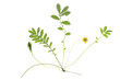 Gänsefingerkraut -  Potentilla anserina