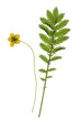 Gänsefingerkraut -  Potentilla anserina