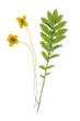 Gänsefingerkraut - Potentilla anserina
