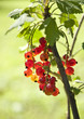 Rote Johannisbeeren im Gegenlicht