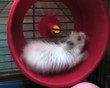 Cheerful hamster