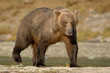 Grizzly Bear walking on beach.