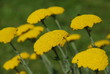 Gemeine Schafgarbe achillea millefolium Heilpflanze
