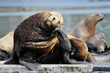 Photo: Sea-Lion resting on his head on his tail Sea-Lion resting on his head on his tail