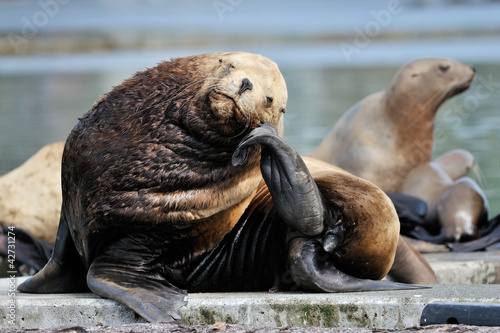 Photo: Sea-Lion resting on his head on his tail Sea-Lion resting on his head on his tail