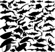 collection of fish