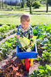 Foto: Kohlrabiernte Kohlrabiernte