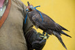 falcon