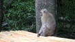 Video: Monkey Takes Off In Search Of Food Monkey Takes Off In Search Of Food