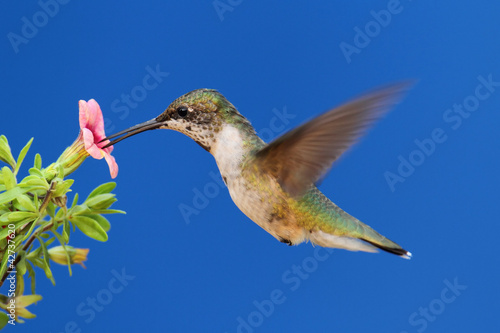 Photo: Ruby-throated Hummingbird Ruby-throated Hummingbird