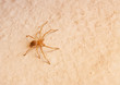 yellow spider