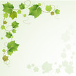 Grapes vine background