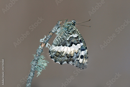 Photo: Mariposa posada, tettigonia veridissima Mariposa posada, tettigonia veridissima
