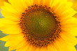 Girasole