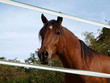 Pferd schaut durch den Zaun