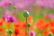 poppy capsules on a soft  colorful background