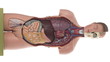 Video: Female human body anatomical model Female human body anatomical model