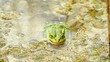 Video: green frog green frog