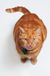 Fat Orange Tabby Cat Sitting, Looking Up and Licking his Chops
