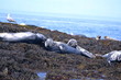Resting Seals on Seaweed