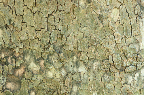 Photo: Tree Trunk Texture Tree Trunk Texture